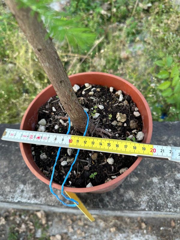 Taxodium distichum, Cipresso Calvo, Cipresso delle Paludi, Pezzo Unico n. 08-526 - h 50 cm PREBONSAI, BONSAI