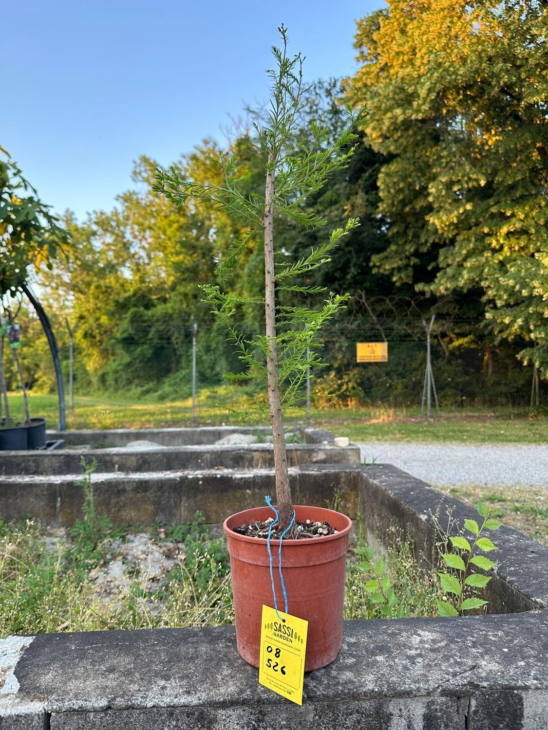 Taxodium distichum, Cipresso Calvo, Cipresso delle Paludi, Pezzo Unico n. 08-526 - h 50 cm PREBONSAI, BONSAI Taxodium distichum, Cipresso Calvo, Cipresso delle Paludi, Pezzo Unico n. 08-526 - h 50 cm PREBONSAI, BONSAI