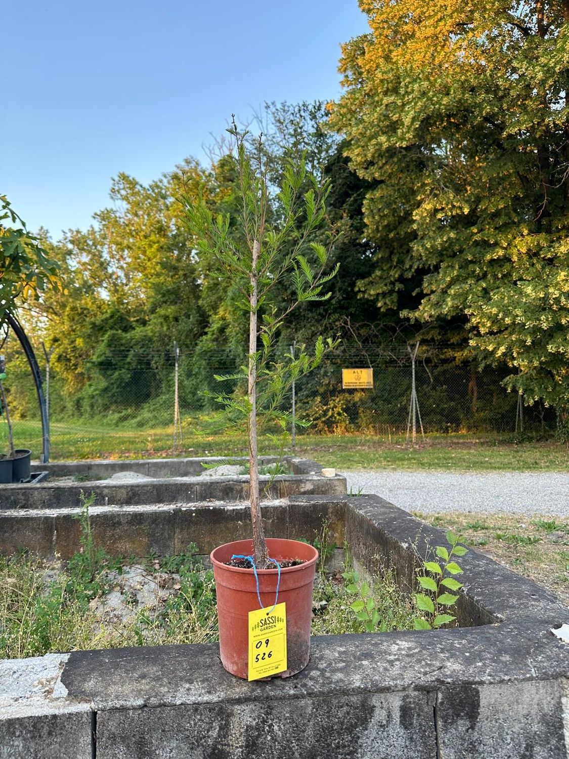 Taxodium distichum, Cipresso Calvo, Cipresso delle Paludi, Pezzo Unico n. 09-526 - h 50 cm PREBONSAI, BONSAI