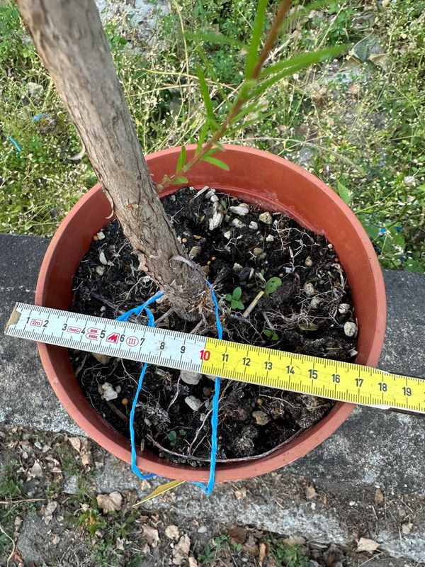 Taxodium distichum, Cipresso Calvo, Cipresso delle Paludi, Pezzo Unico n. 09-526 - h 50 cm PREBONSAI, BONSAI