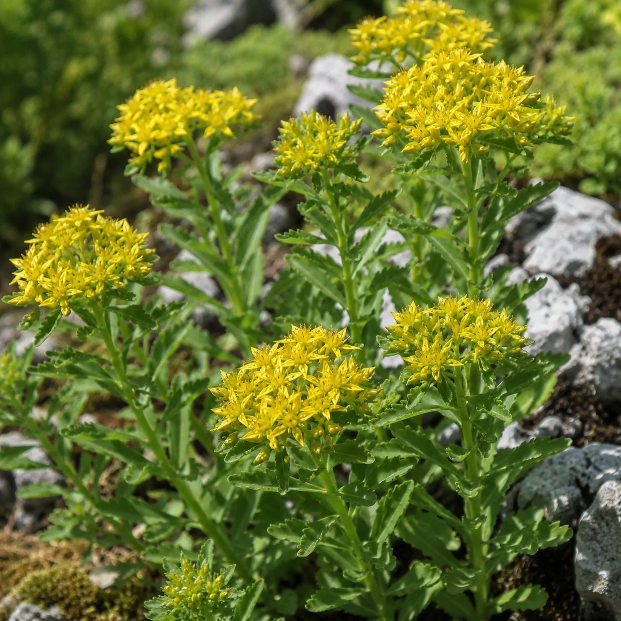 Sedum selskianum - sedum tappezzante giallo - vaso Ø13 cm Sedum selskianum - sedum tappezzante giallo - vaso Ø13 cm