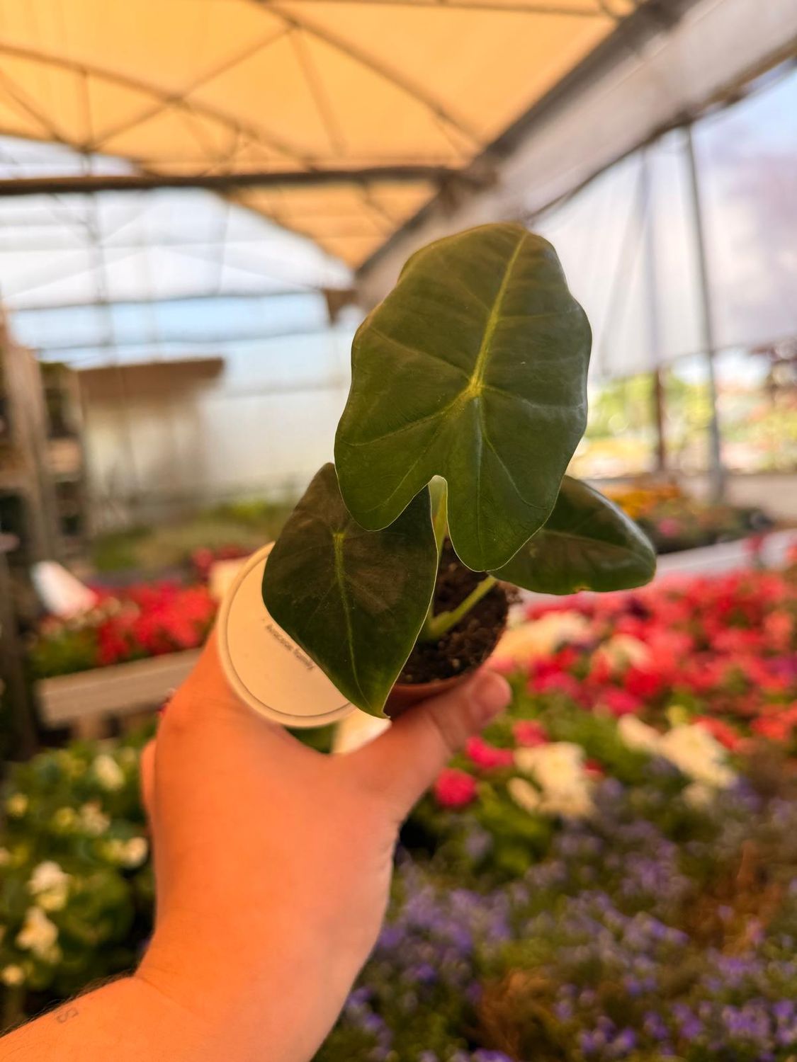 Alocasia micholitziana 'Frydek' - vaso Ø6 cm Alocasia micholitziana 'Frydek' - vaso Ø6 cm
