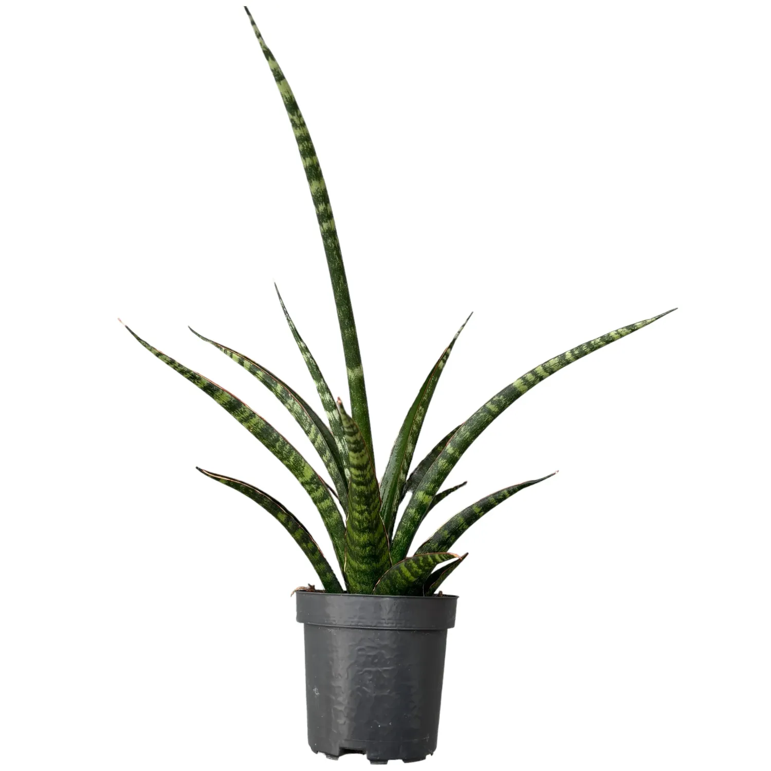 Sansevieria trifasciata 'Megan' - vaso Ø10 cm Sansevieria trifasciata 'Megan' - vaso Ø10 cm