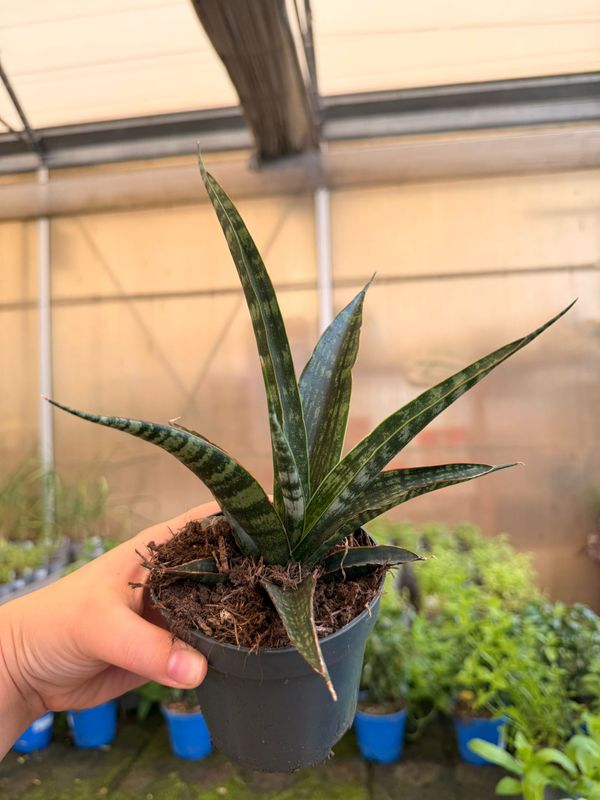 Sansevieria trifasciata 'Megan' - vaso Ø10 cm