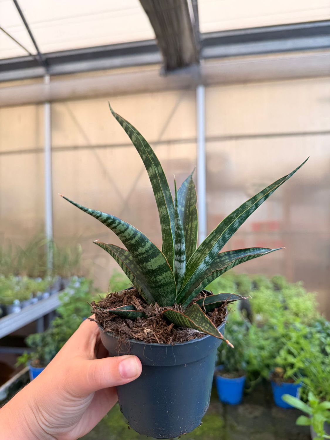 Sansevieria trifasciata 'Megan' - vaso Ø10 cm
