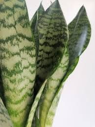 Sansevieria zeylanica - vaso Ø9 cm