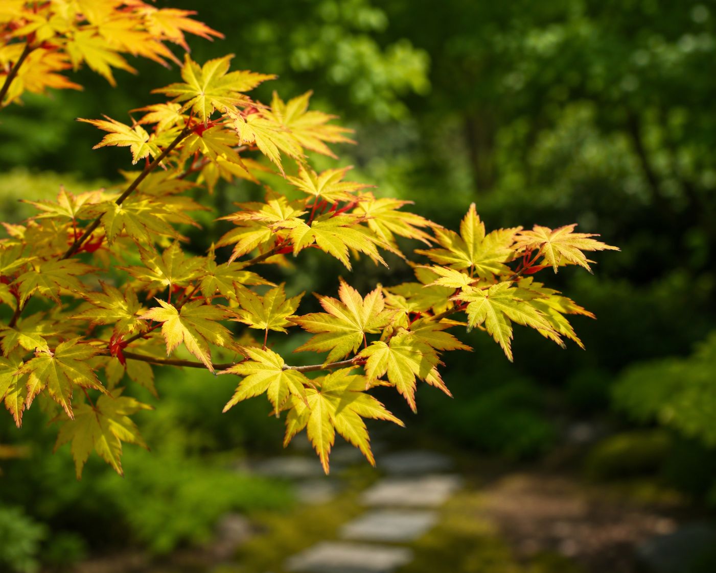 Acer palmatum ‘Katsura’ - acero giapponese Katsura - vaso Ø18 cm Acer palmatum ‘Katsura’ - acero giapponese Katsura - vaso Ø18 cm