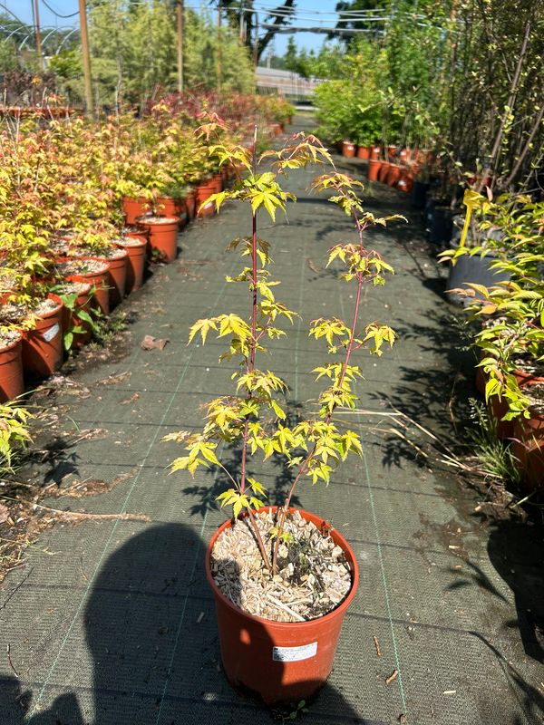 Acer palmatum ‘Katsura’ - acero giapponese Katsura - vaso Ø18 cm