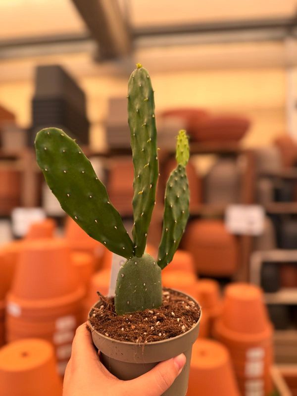 Opuntia Cochenillifera - vaso Ø14 cm