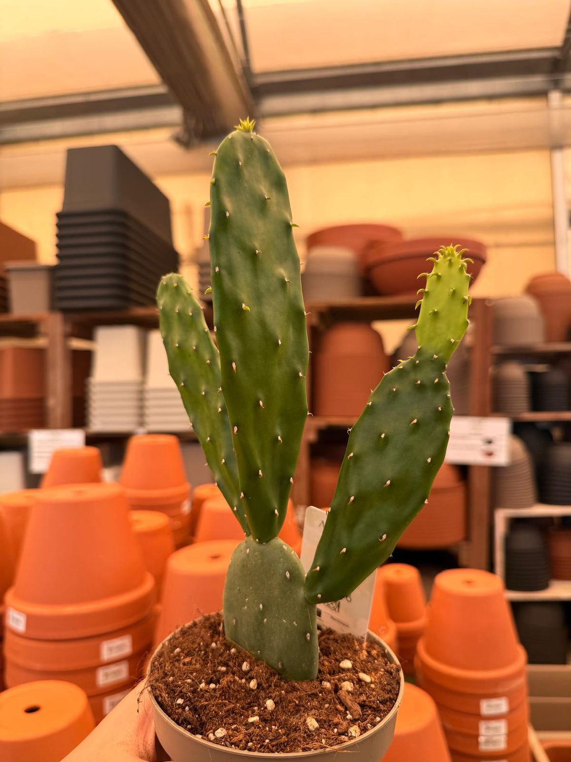 Opuntia Cochenillifera - vaso Ø14 cm