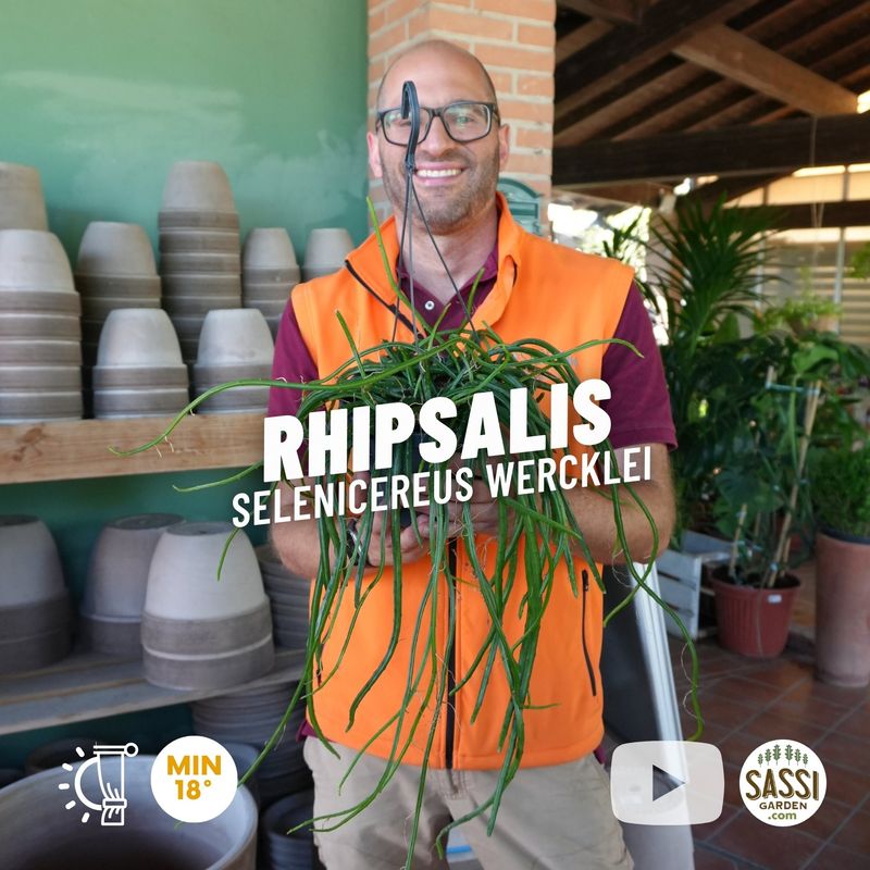 Rhipsalis Selenicereus Wercklei - vaso Ø17 cm Rhipsalis Selenicereus Wercklei - vaso Ø17 cm
