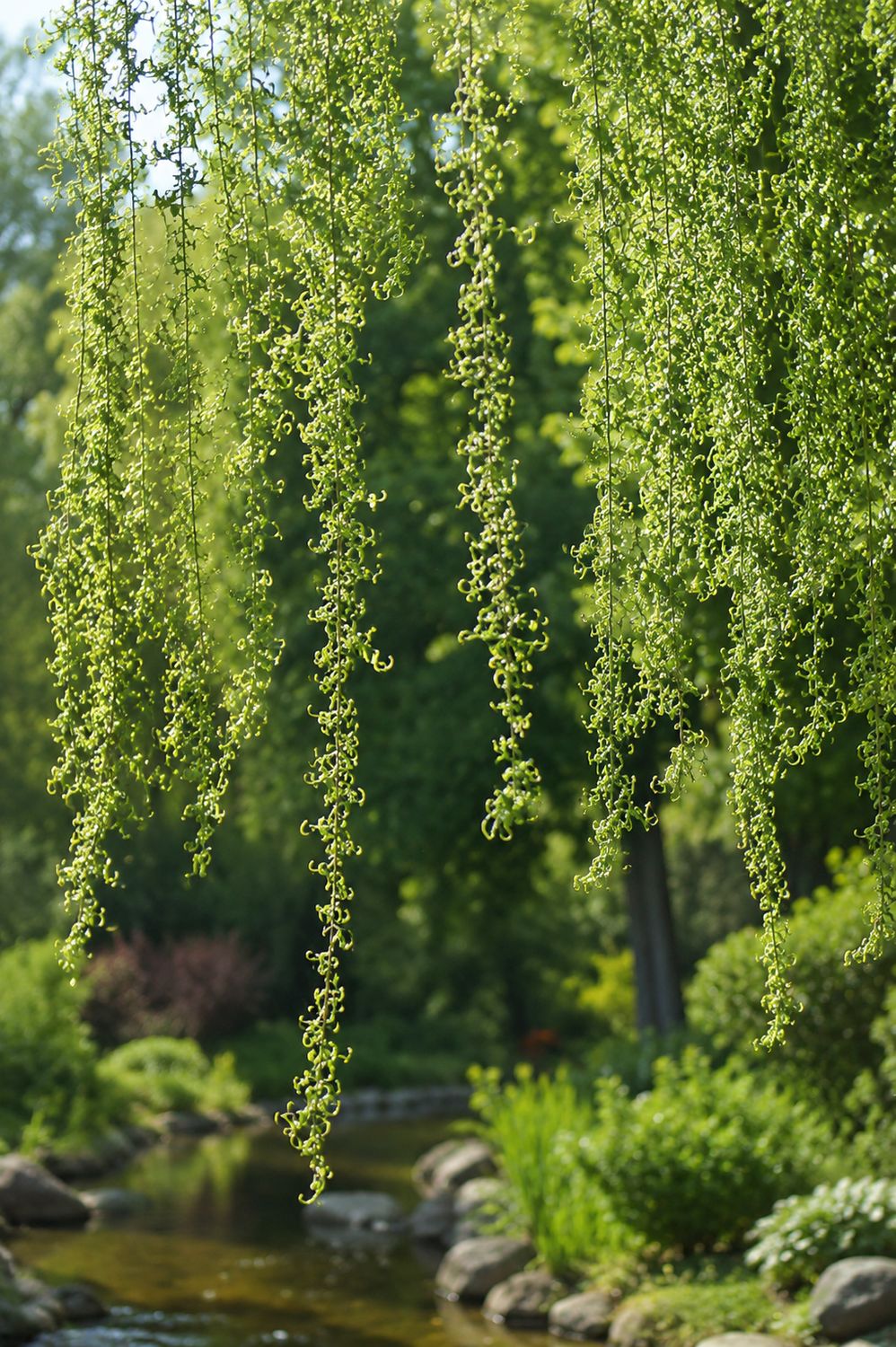 Salice Piangente tortuoso , Salix babylonica crispa, Salix babylonica ‘ Curly ’  - vaso Ø18 cm, SCD