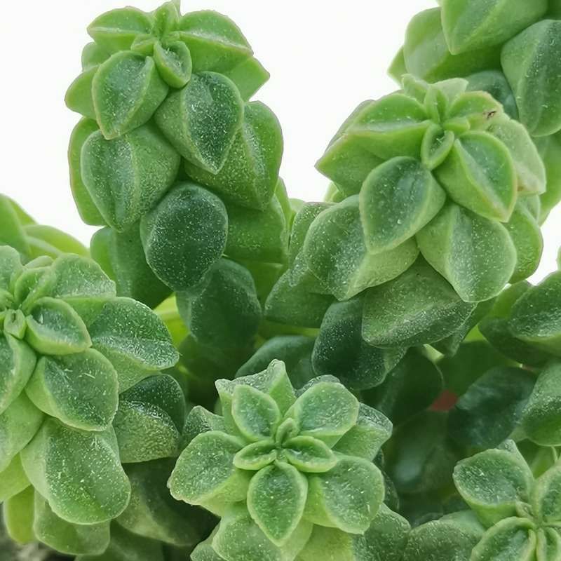 Peperomia Columella - vaso Ø6 cm