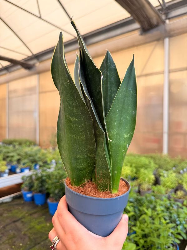 Sanseveria, Sansevieria 'Black Diamond' - vaso Ø12 cm