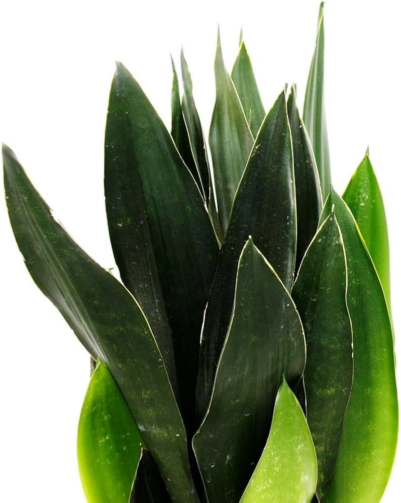 Sanseveria, Sansevieria 'Black Diamond' - vaso Ø12 cm