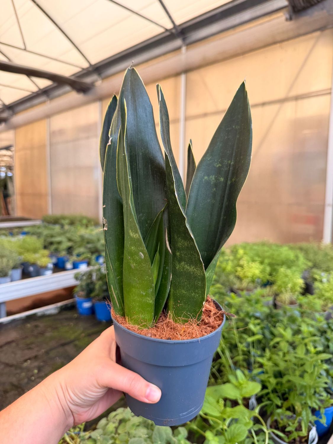 Sanseveria, Sansevieria 'Black Diamond' - vaso Ø12 cm Sanseveria, Sansevieria 'Black Diamond' - vaso Ø12 cm