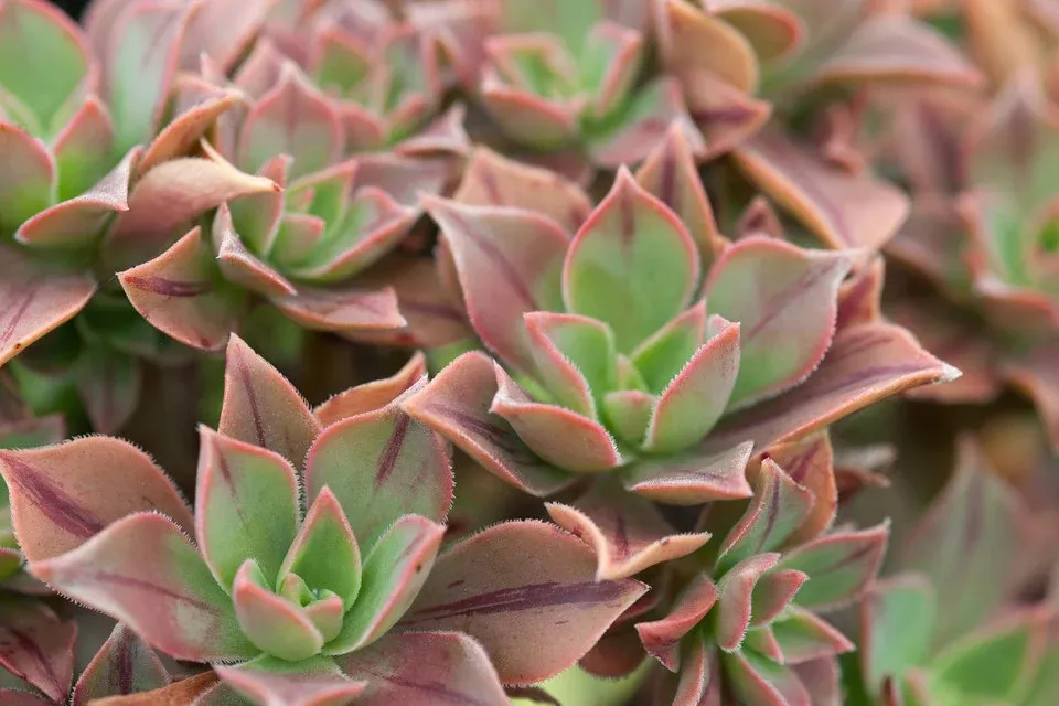 Aeonium Leucoblepharum 'Red Stripe' - vaso Ø 10 cm