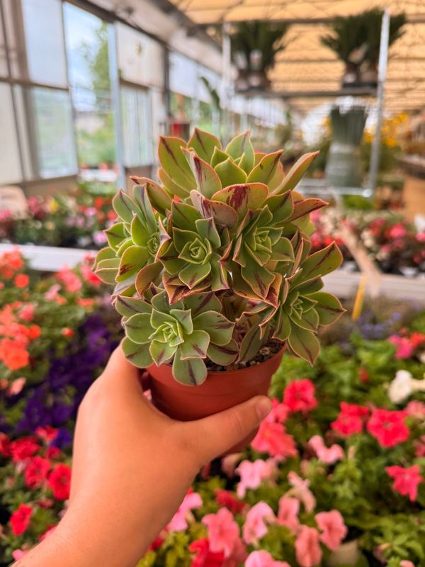 Aeonium Leucoblepharum 'Red Stripe' - vaso Ø 10 cm
