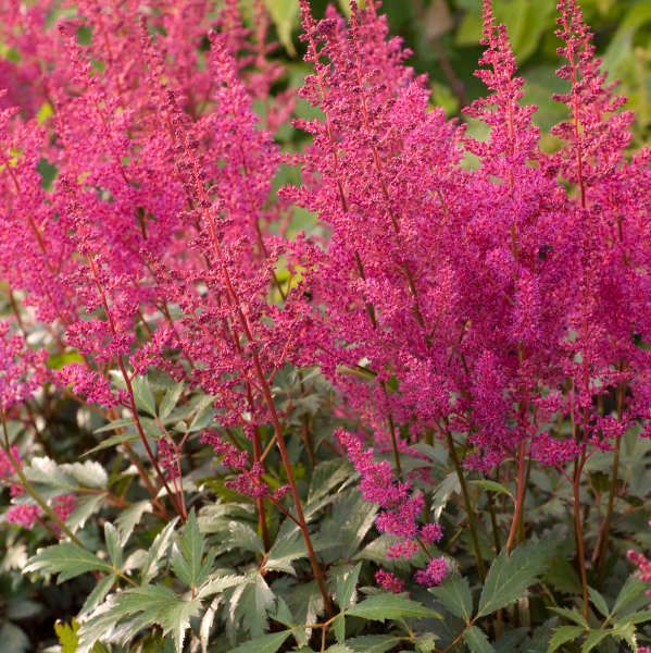 Astilbe Japonica 'Elizabeth van Veen' - vaso Ø11 cm