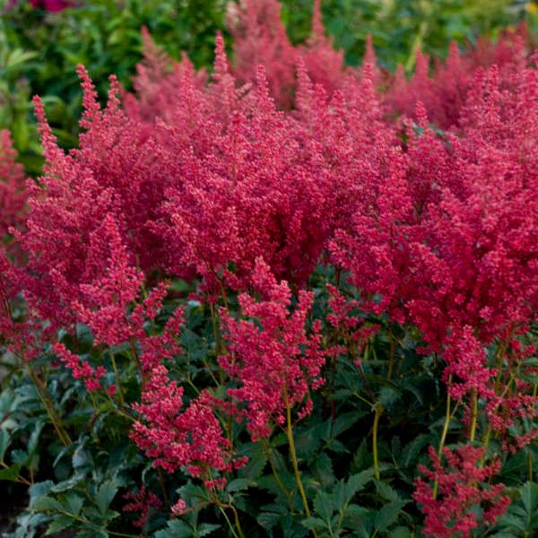 Astilbe Japonica 'Montgomery' - vaso Ø11 cm