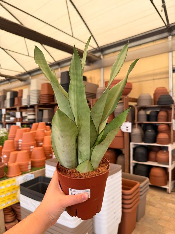 Sansevieria trifasciata 'Moonshine', Sanseveria - vaso Ø14 cm