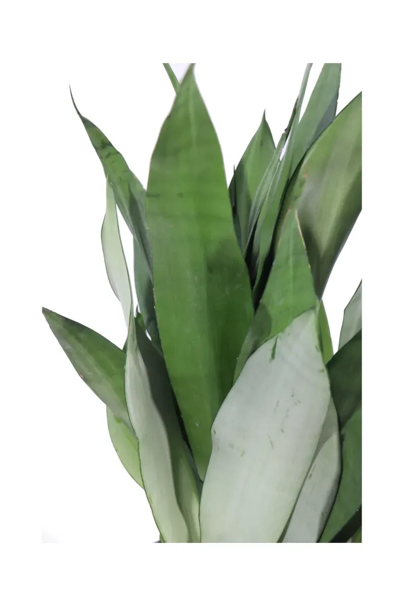 Sansevieria trifasciata 'Moonshine', Sanseveria - vaso Ø14 cm