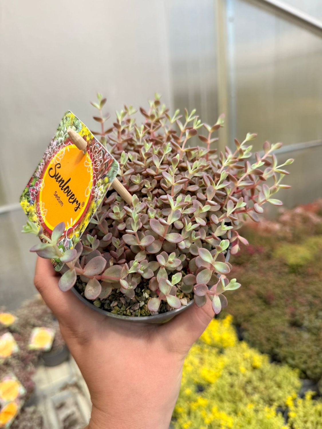Sedum cyaneum 'Sachalin' - vaso Ø13 cm