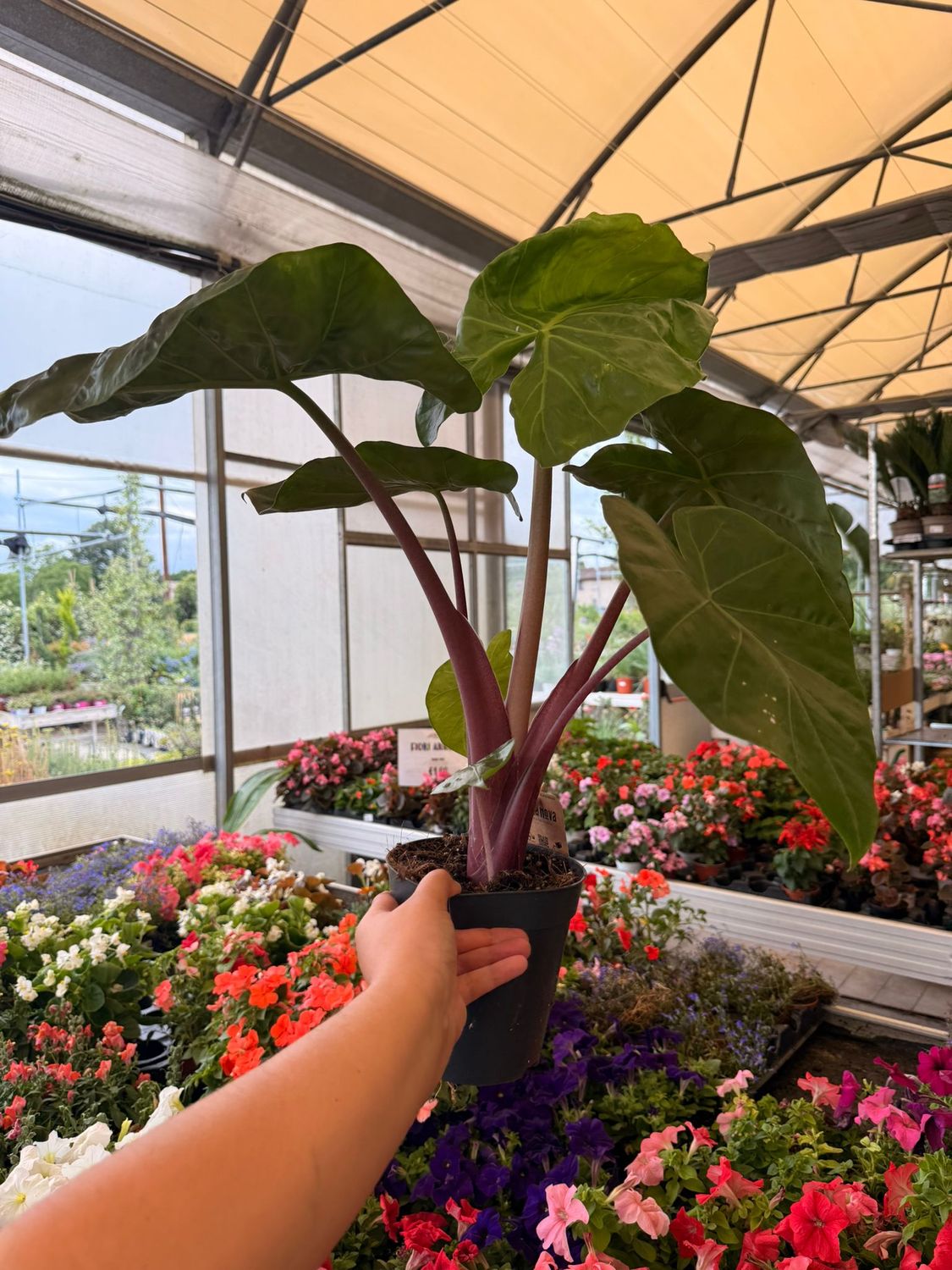 Alocasia 'Dark Star' - vaso Ø15 cm