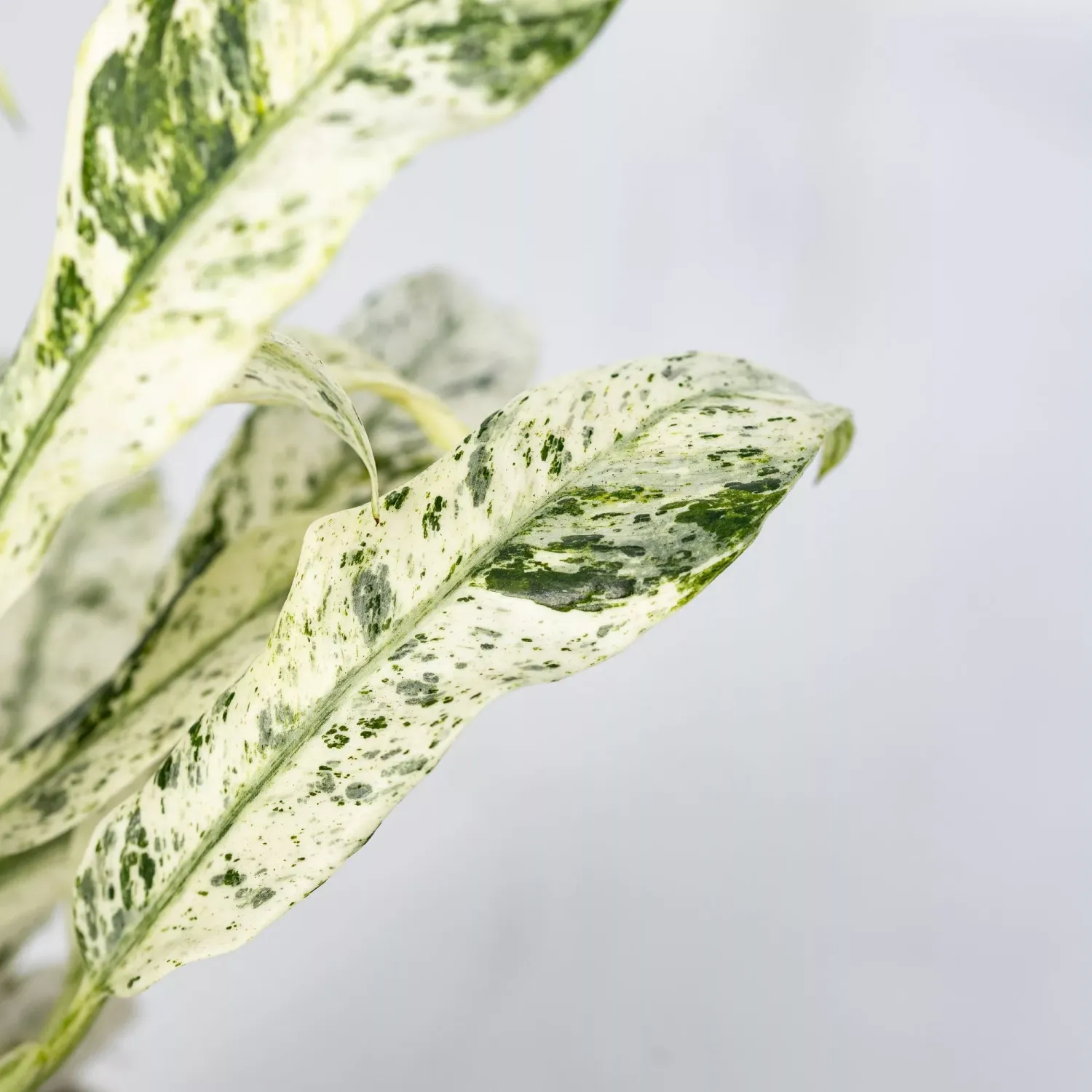 Rhaphidophora Puberula variegata - vaso Ø6 cm Rhaphidophora Puberula variegata - vaso Ø6 cm