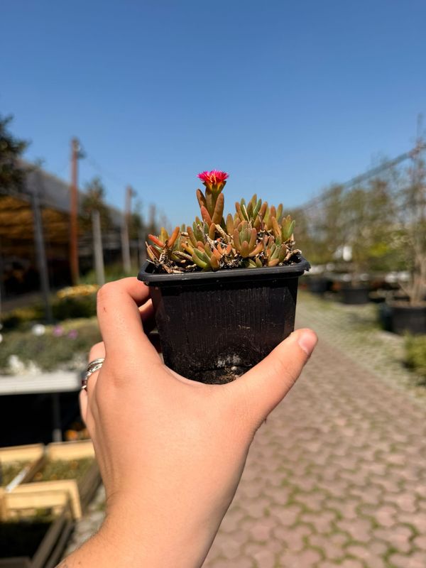 Delosperma cooperi ‘Hot Pink Wonder’- vaso Ø9 cm