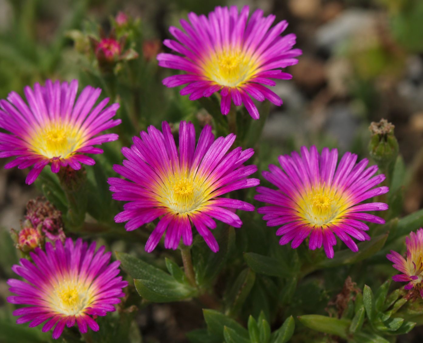 Delosperma cooperi ‘Hot Pink Wonder’- vaso Ø9 cm Delosperma cooperi ‘Hot Pink Wonder’- vaso Ø9 cm