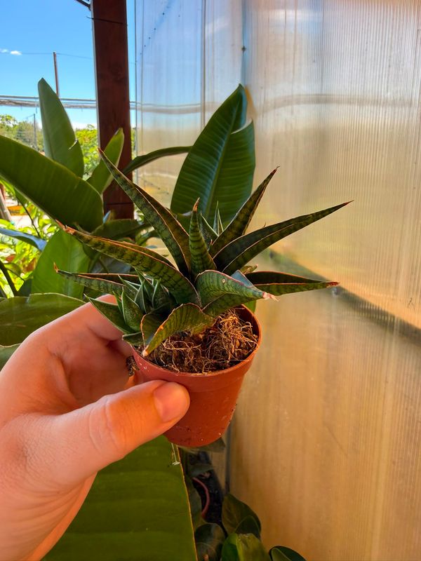 Sansevieria 'Boogie Woogie' - vaso Ø6 cm