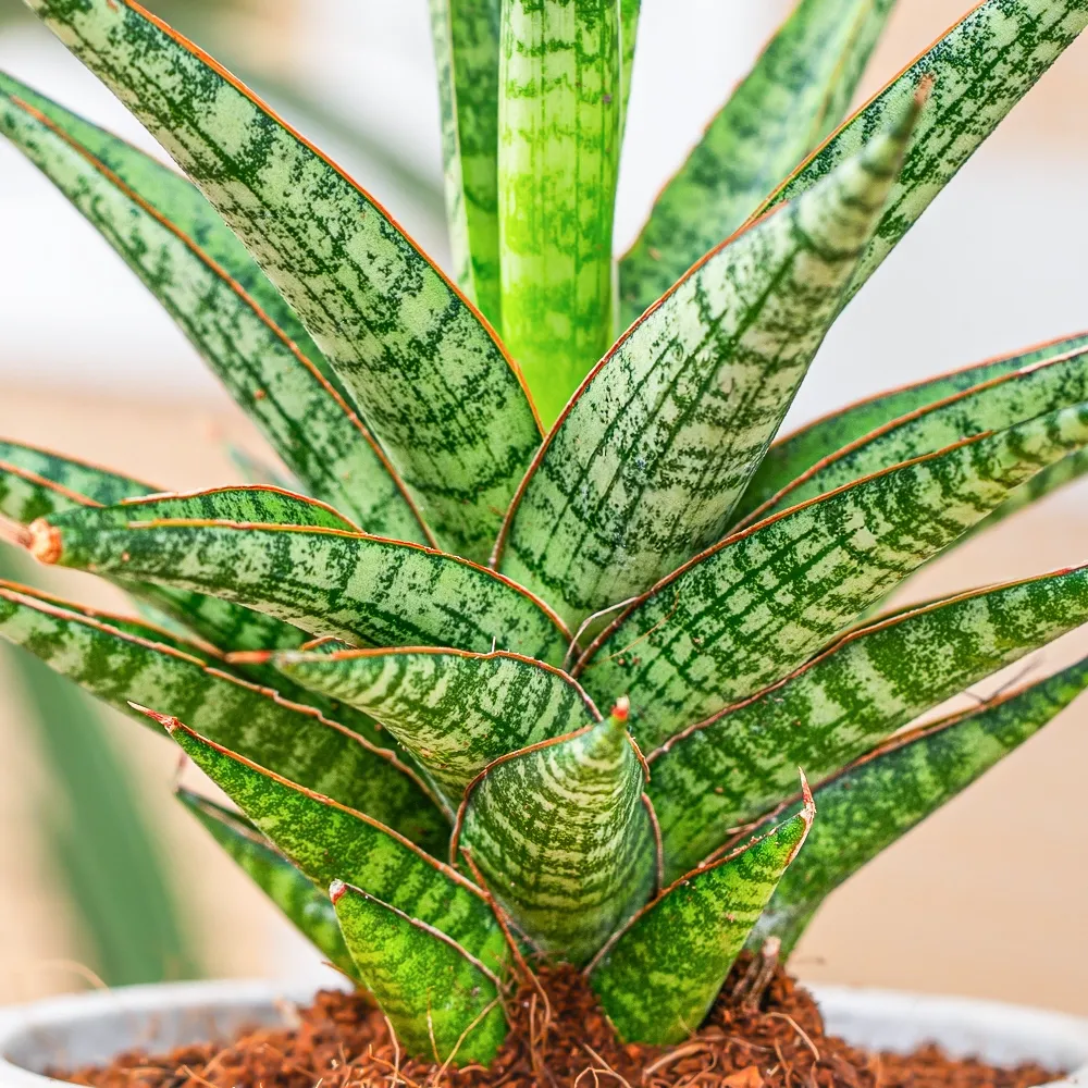 Sansevieria 'Boogie Woogie' - vaso Ø6 cm