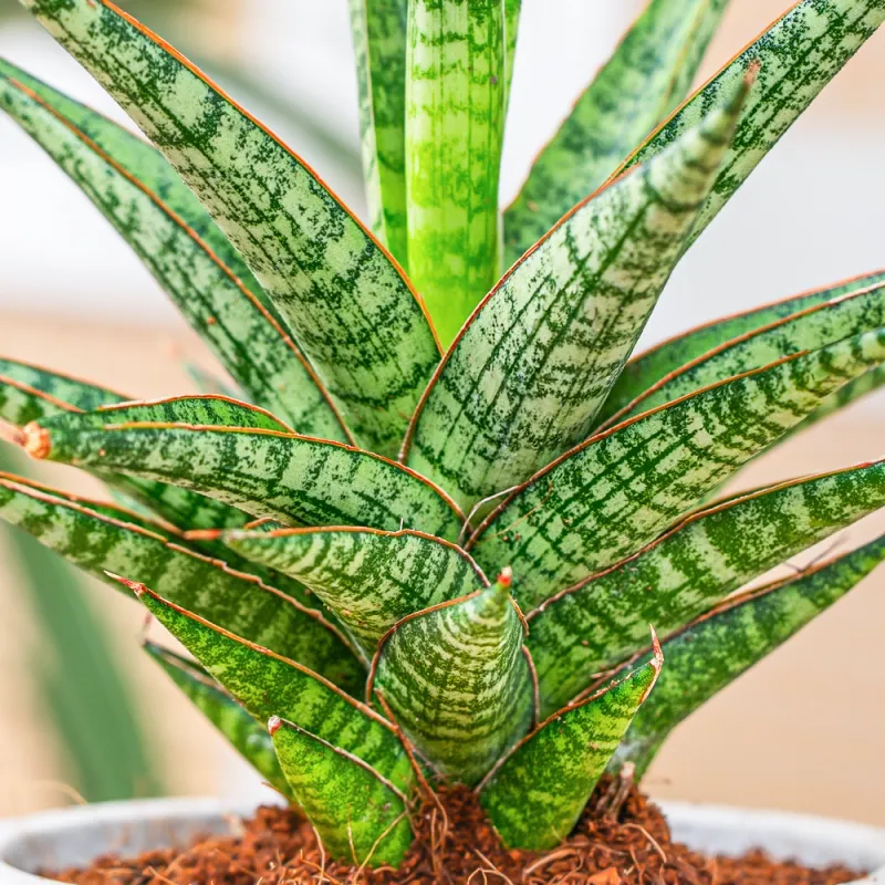 Sansevieria 'Boogie Woogie' - vaso Ø6 cm Sansevieria 'Boogie Woogie' - vaso Ø6 cm