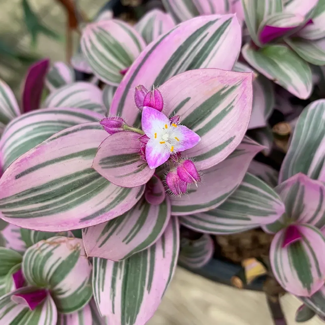 Tradescantia cerinthoides 'Pink Furry' - vaso Ø12 cm Tradescantia cerinthoides 'Pink Furry' - vaso Ø12 cm