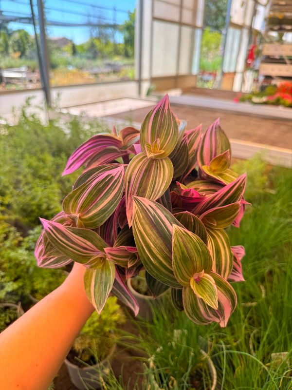 Tradescantia cerinthoides 'Pink Furry' - vaso Ø12 cm