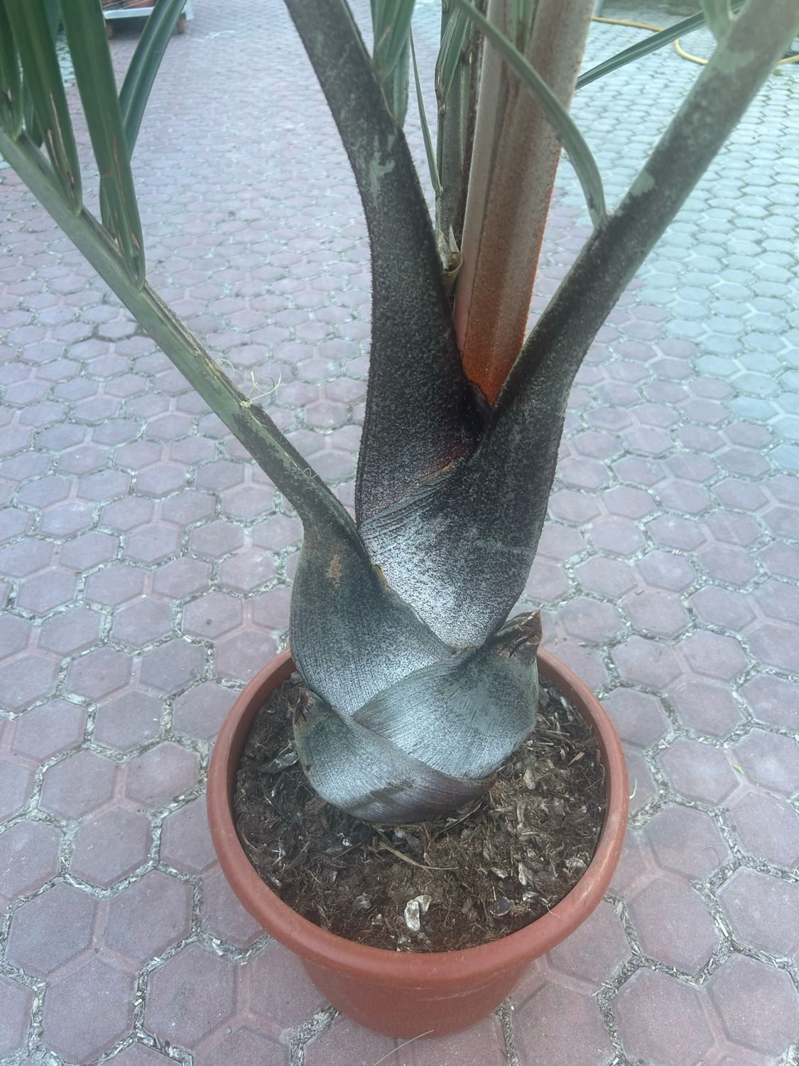 Dypsis decaryi - Palma del triangolo - vaso Ø40 cm Dypsis decaryi - Palma del triangolo - vaso Ø40 cm