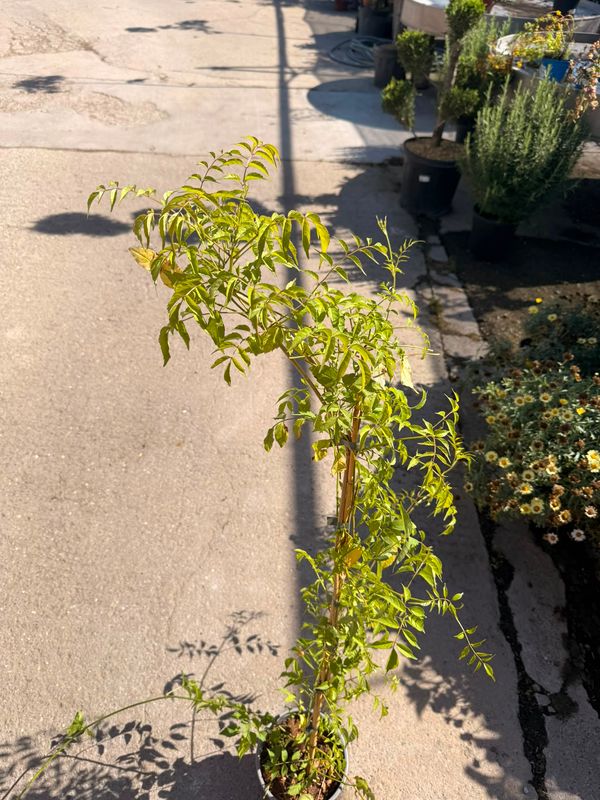 Bignonia 'Contessa Sara', Pandorea ricasoliana Contessa Sara - vaso Ø17cm
