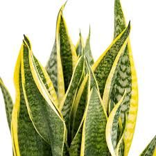 Sansevieria trifasciata 'Futura Superba' - vaso Ø9 cm Sansevieria trifasciata 'Futura Superba' - vaso Ø9 cm