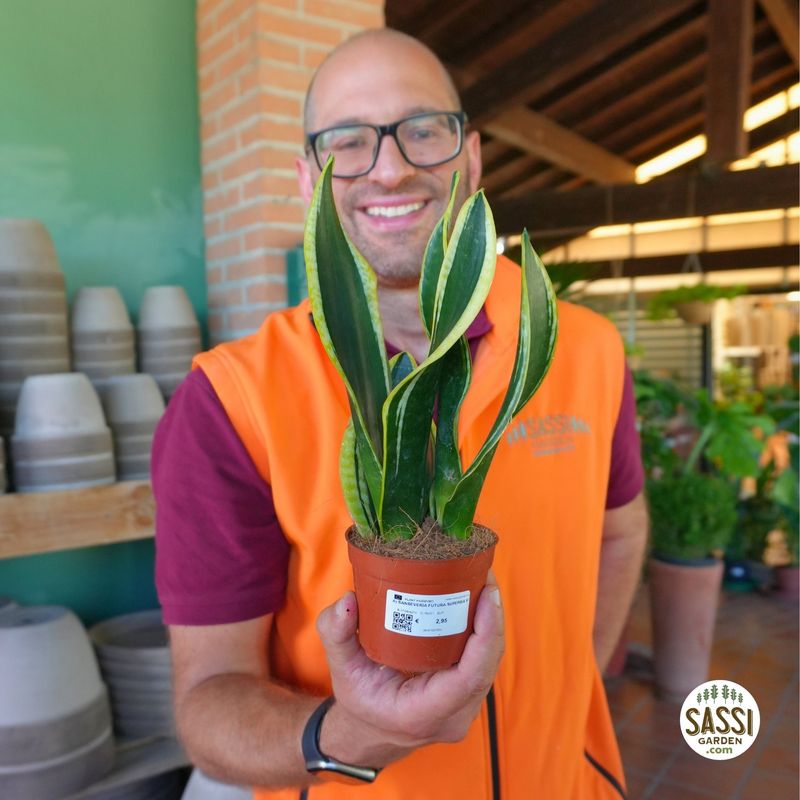 Sansevieria trifasciata 'Futura Superba' - vaso Ø9 cm