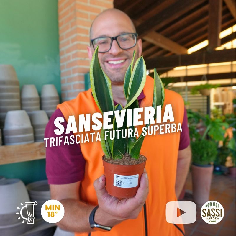 Sansevieria trifasciata 'Futura Superba' - vaso Ø9 cm Sansevieria trifasciata 'Futura Superba' - vaso Ø9 cm