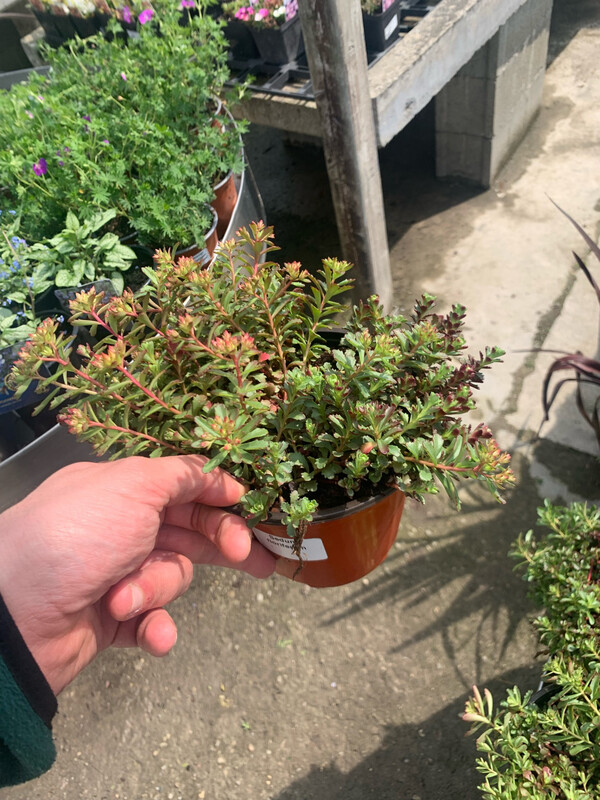 Sedum kamtschatucum var. floriferum - vaso Ø17 cm