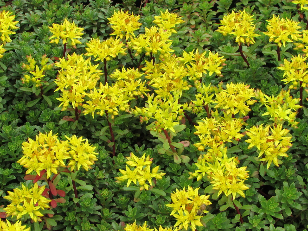 Sedum kamtschatucum var. floriferum - vaso Ø17 cm