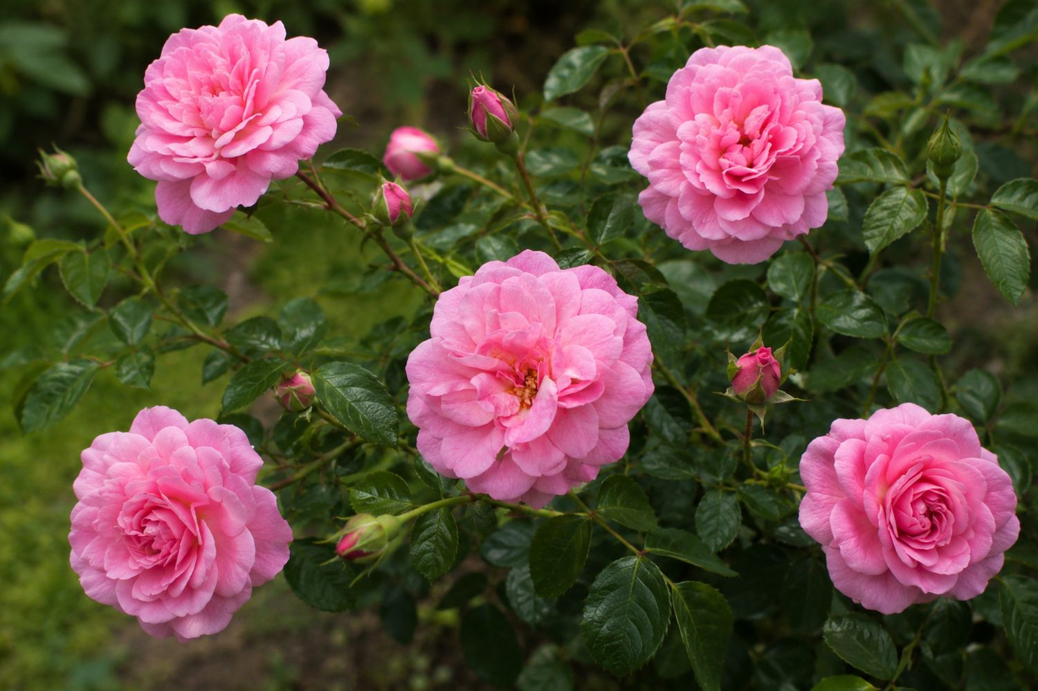 Rosa Paesaggistica, Rosa ‘Mirato’ -vaso 3 litri Rosa Paesaggistica, Rosa ‘Mirato’ -vaso 3 litri