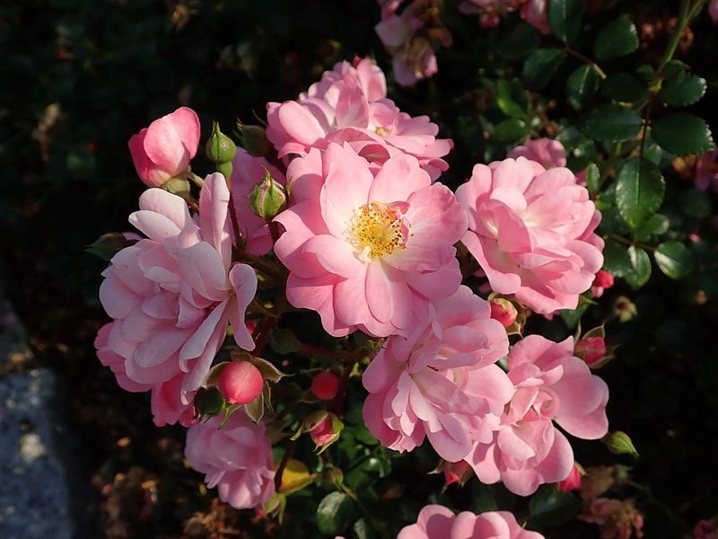 Rosa Paesaggistica, Rosa ‘Satina’ -vaso 3 litri Rosa Paesaggistica, Rosa ‘Satina’ -vaso 3 litri