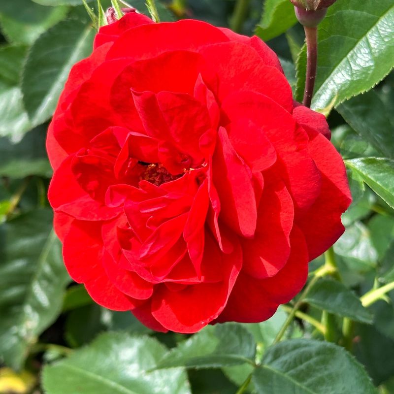 Rosa Paesaggistica, Rosa ‘ Scarlet Bonica ’ -vaso 3 litri Rosa Paesaggistica, Rosa ‘ Scarlet Bonica ’ -vaso 3 litri
