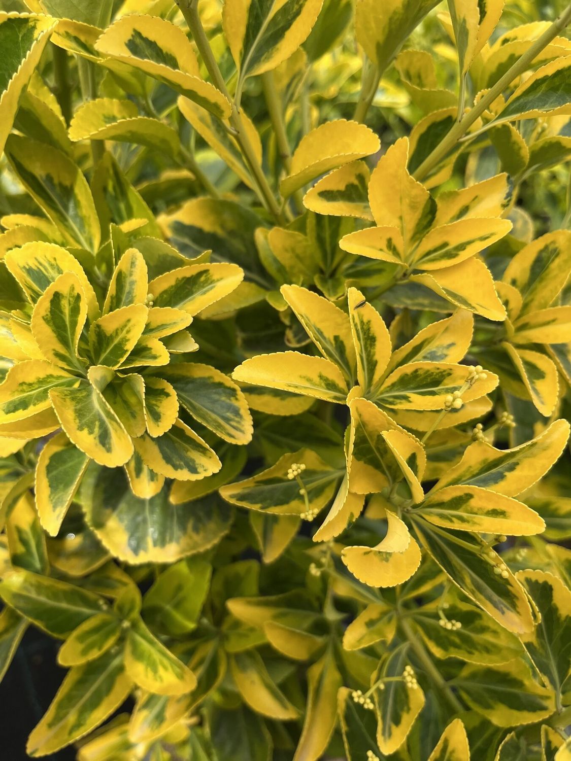 Evonimo, Euonymus japonicus Elegantissimus 'Aurea', Euonymus elegantissimus Aureomarginata - vaso Ø30 cm