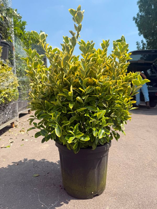 Evonimo, Euonymus japonicus Elegantissimus 'Aurea', Euonymus elegantissimus Aureomarginata - vaso Ø30 cm