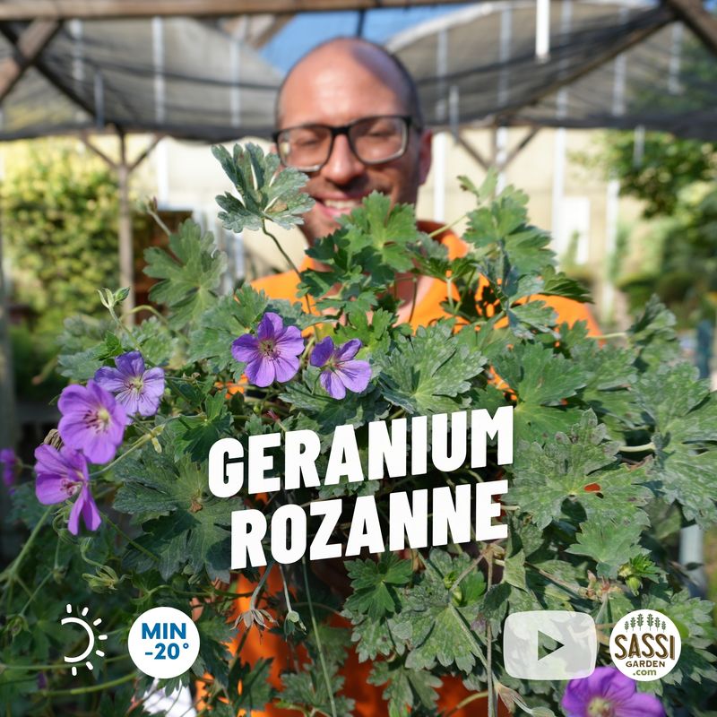 Geranium 'Rozanne', geranio vivace, geranio perenne - vaso Ø19 cm