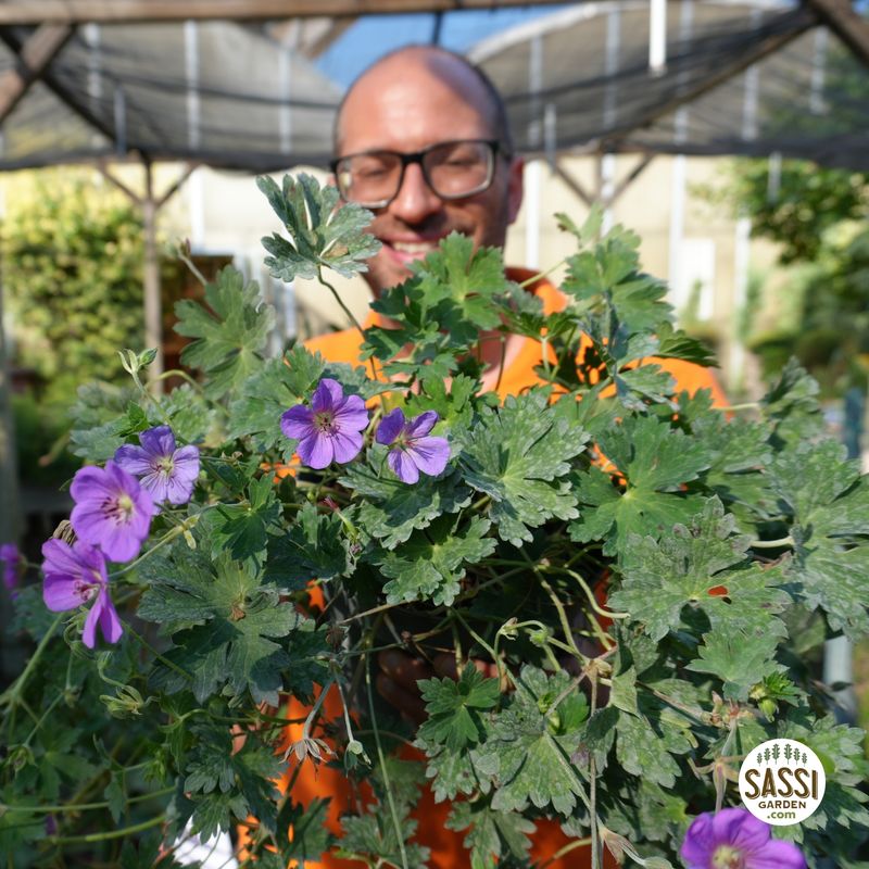 Geranium 'Rozanne', geranio vivace, geranio perenne - vaso Ø19 cm